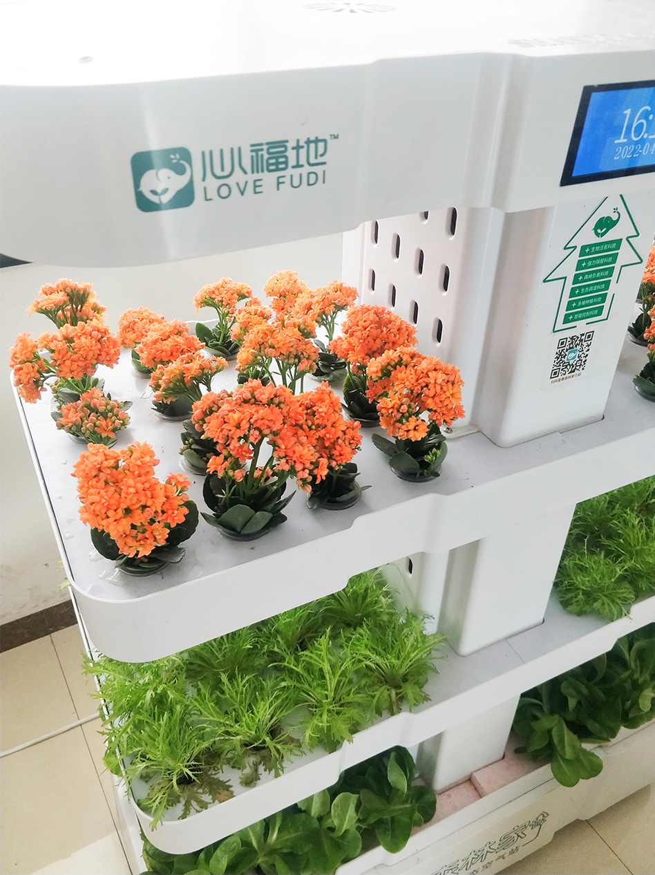 1650958921233278.jpg 長壽花.jpg